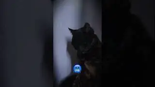 The BatCat is arrive 😎  #trending #fyp #batcat #cat #catmemes  #phonkagressive #shorts #tiktok