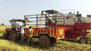 #nayagaon mein dhaan ki katai shuru 🌾🌾🌾🌾