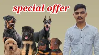 New Stock Available ✨💥#dogs #doberman #goldenretriever #germanshepherd etc puppies🐩🐕🐕&zwj;🦺 SATARA offer