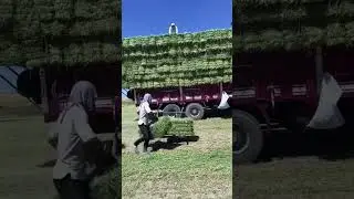 Grass lifting tool to truck #grass #lifting #tool #truck