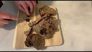 Flacher Lackporling (Ganoderma applanatum) für Einsteiger / Teil II