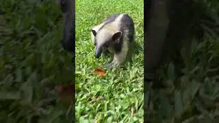 Baby anteater on the move