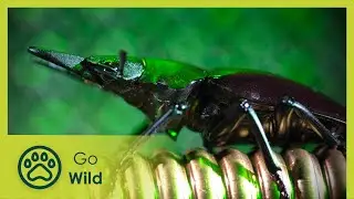 The Life Power - Nature Tech 3/3 - The Secrets of Nature