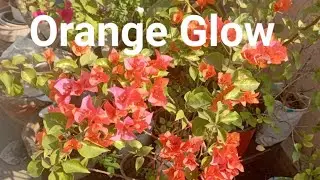 ID- Orange Glow Bougainvillea 🌸🦋 Variegated Bougainvillea Orange Glow/Beautiful orange bougainvillea