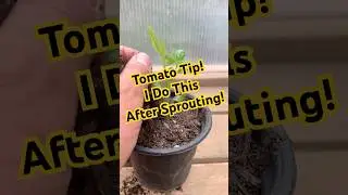Starting tomato seeds right&mdash;what I do after the first true leaves 🌱🍅 #gardeningtips