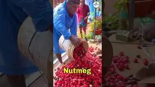 Nutmeg Farming 🌰| ₹1,600/kg 🔥 | Agrotill | #farming #agriculture #shorts