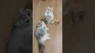 short legs ️ #cat #cute #tiktok #shorts