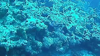 20180206 Antigua Jolly Harbour - Giant lobster and super close shark encounter
