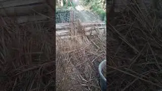Cara mudah buat kompos dari jerami padi#shorts