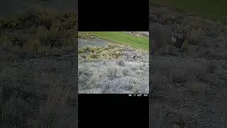 Mule Deer Showing Up on Trail Cam