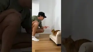 cat parents &ldquo;punishing&rdquo; their cats