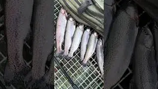 Mega erfolgreich UL Forelle #fishing #angeln #fish