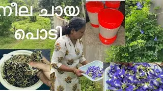 How to make and store blue tea powder at home / Homemade Blue Tea Powder / 100% organic powder