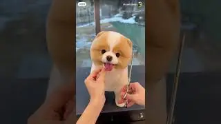 dog #papyg papy #funny