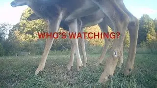 Something Strange Is Always Happening Here