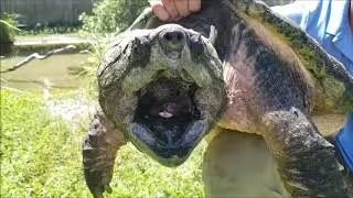 Alligator Snapping Turtle Educational Video