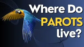 Where Do Parrots Live? Exploring the Diverse Habitats of These Colorful Birds