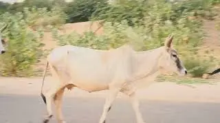 OMG 😱 Animal mating  #animals #cow #ox 