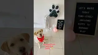 Missy&rsquo;s 1st BarkDay , birthday, woofday! Happy! #celebration #barkday #everyone #shortsvideo #pets