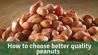 Bird Bites - How to Choose Quality Peanuts