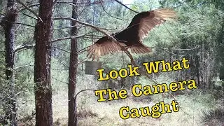 Baited Trail Cam Deep In The Woods Of East Texas