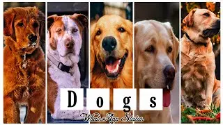 🐕 Dog Lover ✨| Dog WhatsApp Status Tamil | ☺️Puppy WhatsApp Status Tamil ☺️| Js Suvi ❣️|&bull;