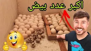 خليت اكبر وجبه بيض بل فقاسة 