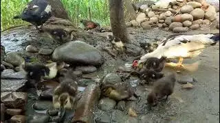 Duck Farm in Nepal