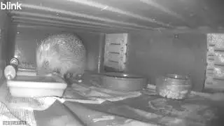 Wild Life Cam Night Of 21 01 2026