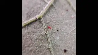 Ninfa de Deraeocoris #depredador