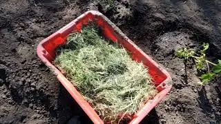 Aktuális! Fűnyírás - hasznos információk a fűnyírásról.