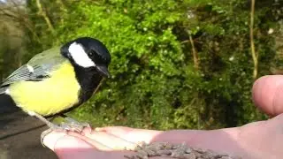 Birds Everywhere - Hand Feeding Great Tit Birds at Tehidy Woods