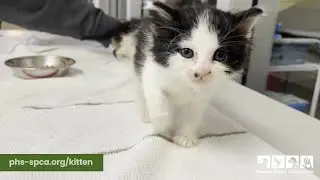 Help our hungry kittens!