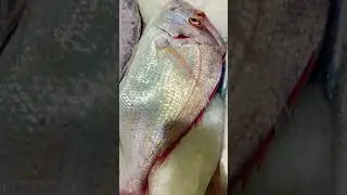 African Koka Fish(kofar fish)long-finned sea bream #fish #ytshorts #fish_video #shorts #viral