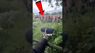 What Happens When You Play Music for Cows? (@anxdyy.wrld)
