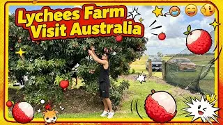 Visiting Lychee farm in Australia | Anshu Vlog