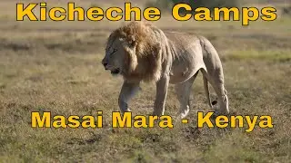 Первый опыт сафари в Кении | Внутри лагеря Кичече, Масаи Мара