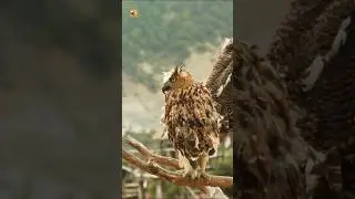 Buffy fish owl sounds | Buffy fish owl on dry tree branch