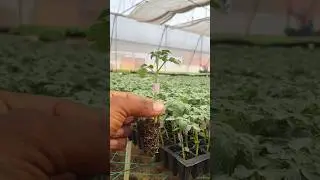 Tomato Grafting Plants ( Baster cg )