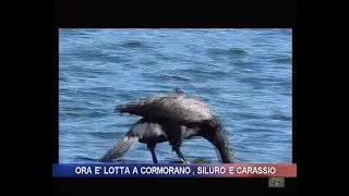 Ora &egrave; lotta a cormorano, siluro e carassio