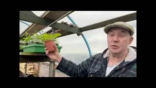 sowing the early flowers for the pollinaters