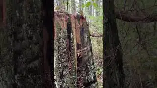 Old logging techniques