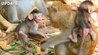 Pitiful Poor Baby Jody!| What April Monkey Talking Make Jody Scared Like This?