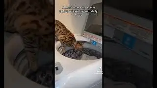 #things that #cats Just #make #sense