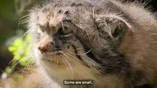 Hidden Hunters: Panthera Small Cats Program| Studying and Protecting Elusive Small Cat Species