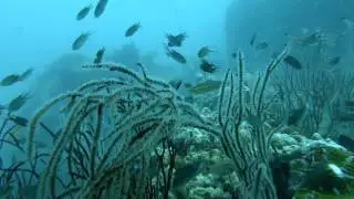 Open Water Dive - Koh Tao 2015