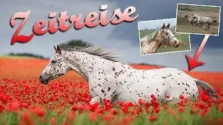 Fehler in der Pferdefotografie: Aus meinen Anfängen lernen (1) - Pferdefotografie mit Wiebke