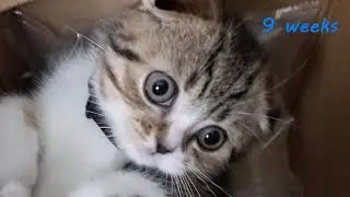Kitten's eye color changes from blue to brown by the age 14 weeks