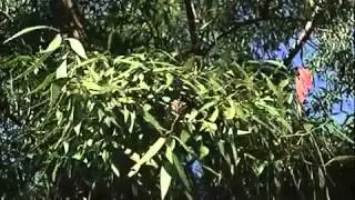 Árbol del Jabón