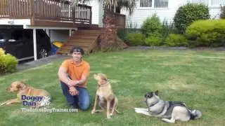Dog Training Fort Worth - Train your Dog with The Online Dog Trainer